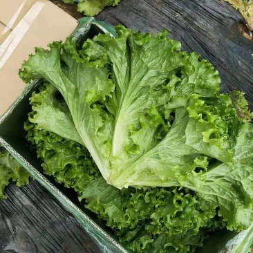 精品生菜大量上市，，，