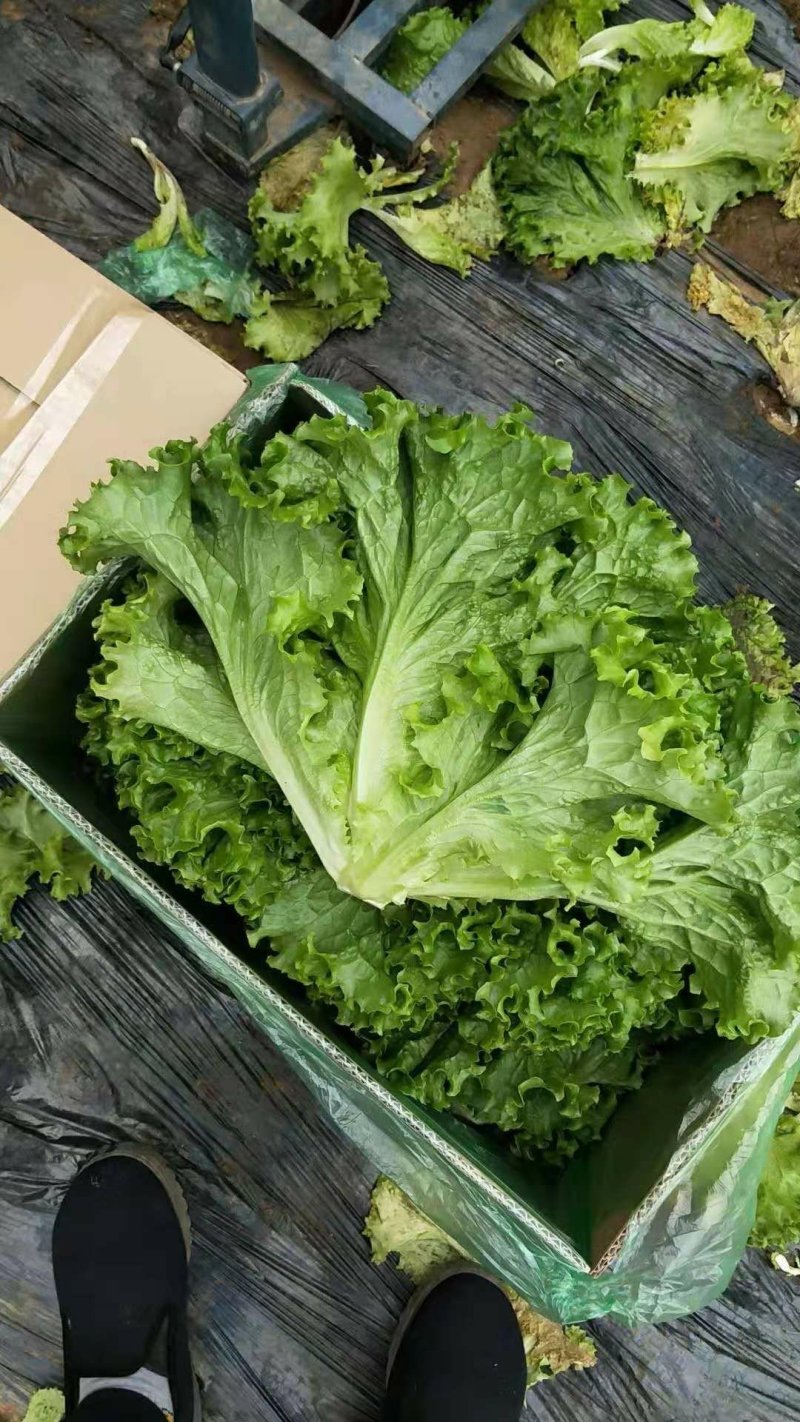 精品生菜大量上市，，，