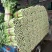 美国西芹大棚种植无苔