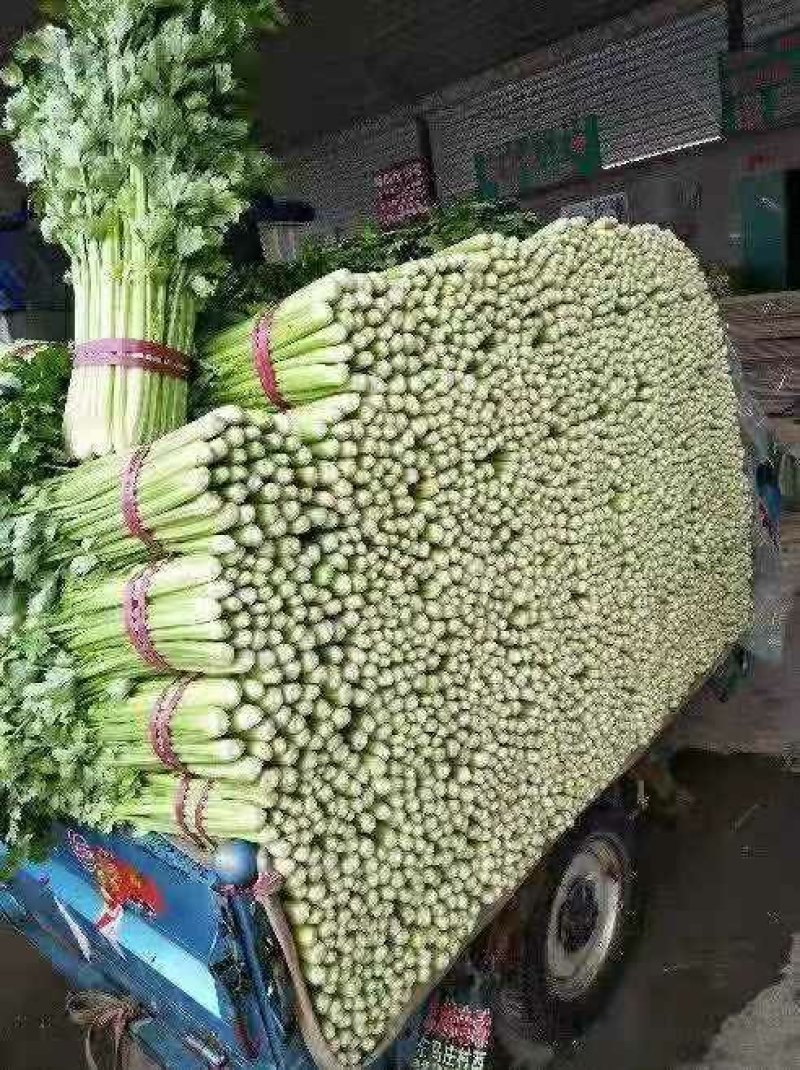 美国西芹大棚种植无苔