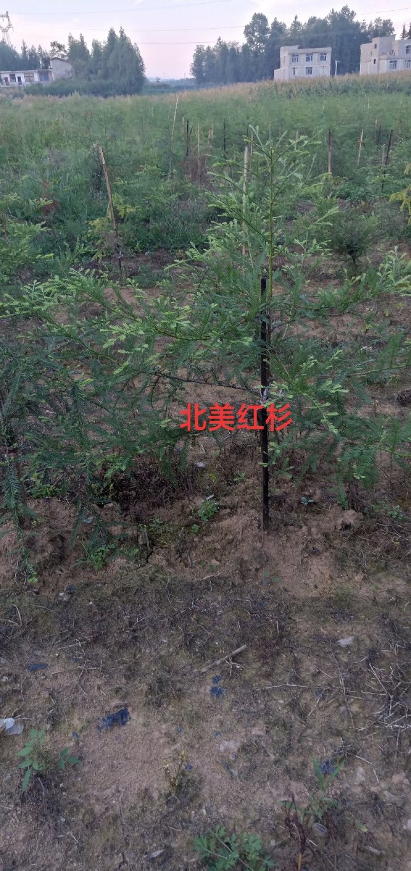 1一5公分北美红杉