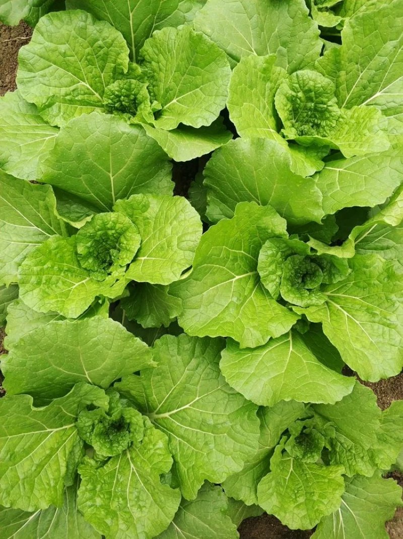 东北饭包白菜叶