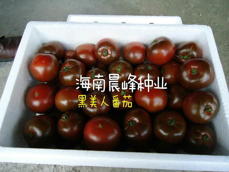 黑美人大果紫黑色番茄品种，美观特色，营养价值高，高产，