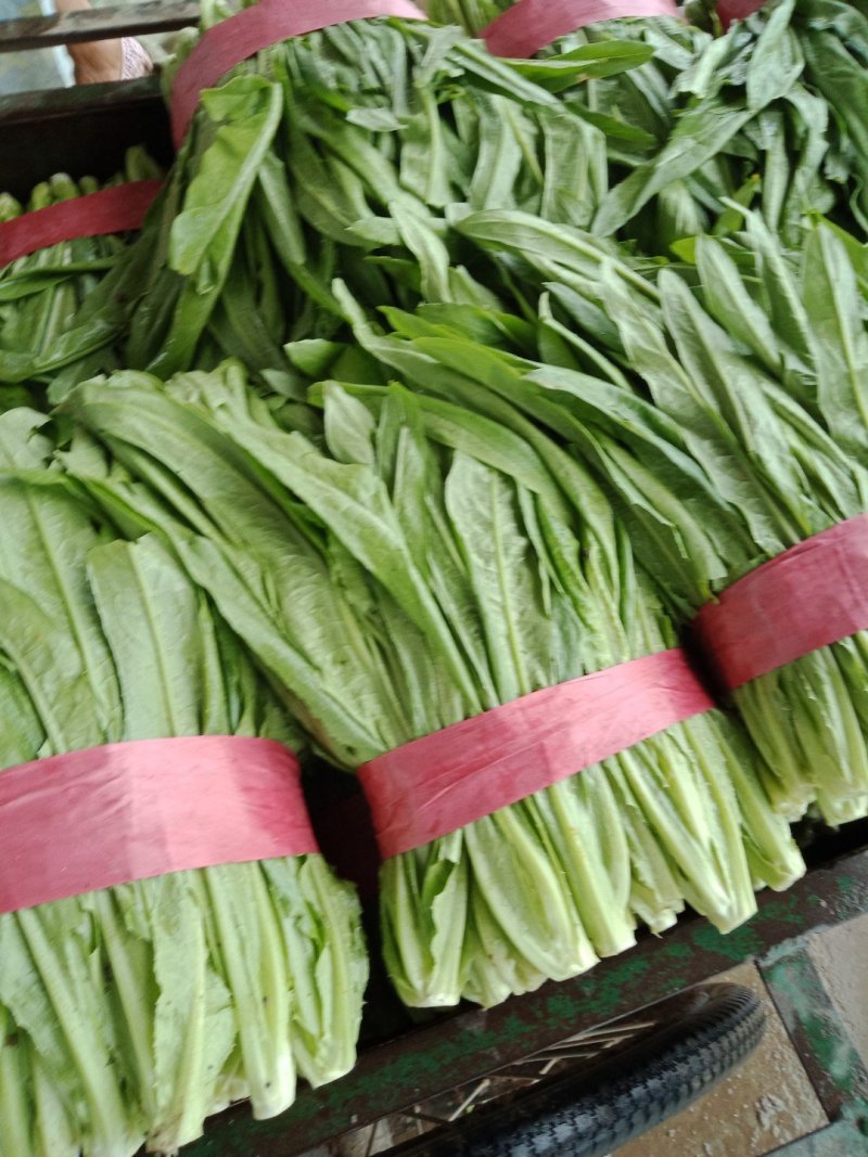 精品油麦菜，产地直供以客户满意为宗旨，量大从优
