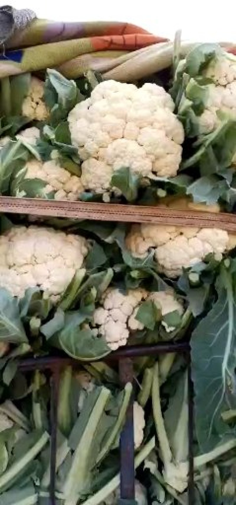 一年四季供应松花，实花，可视频看货，支持发货欢迎与你合作