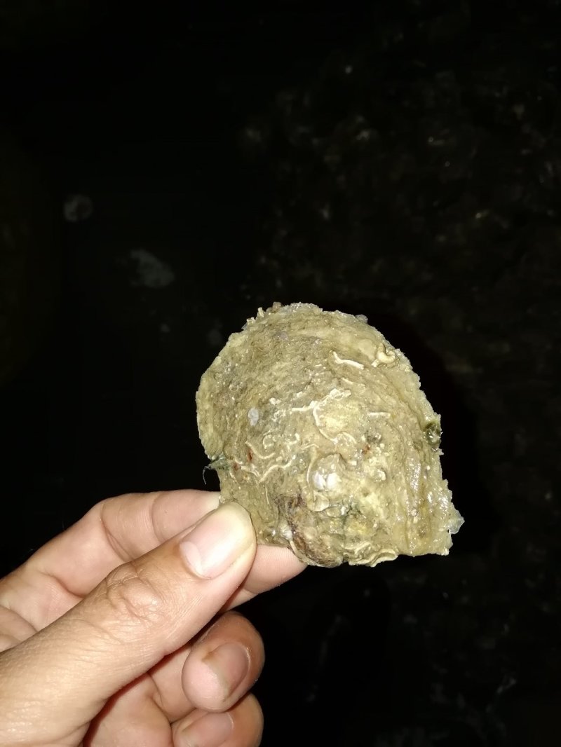 珍珠螺