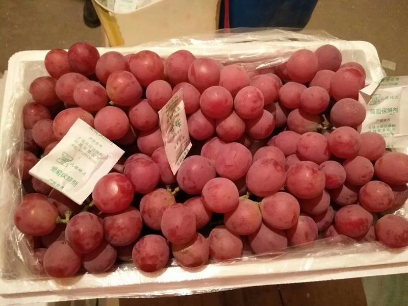 优质河北红提葡萄，已经上市，可视频看货，供货到春节！
