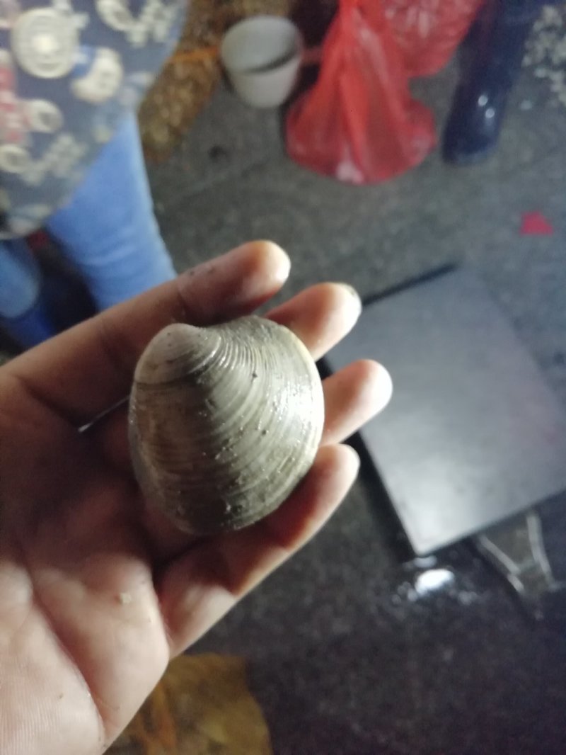 贝类鲜货美国红