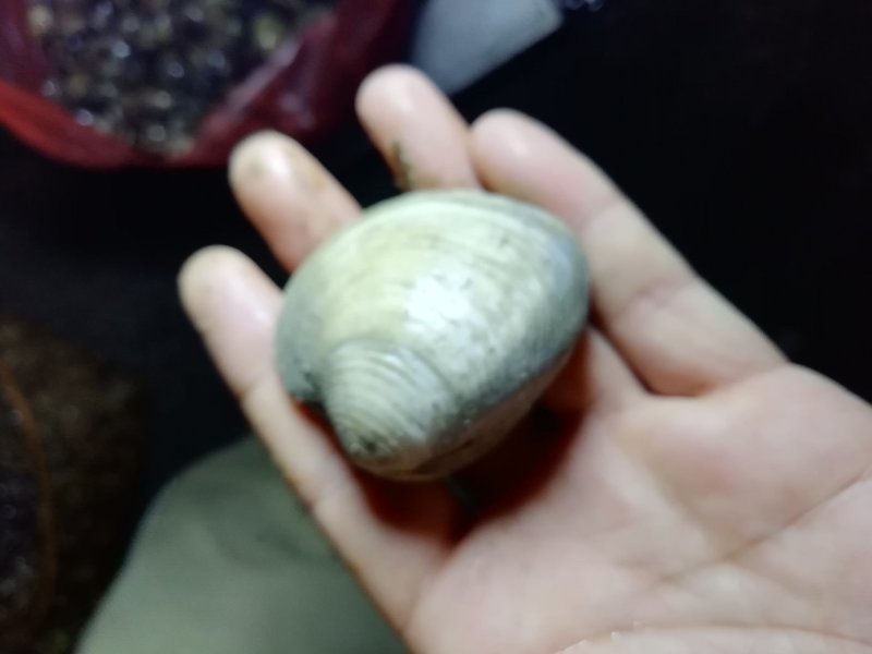 贝类鲜货美国红