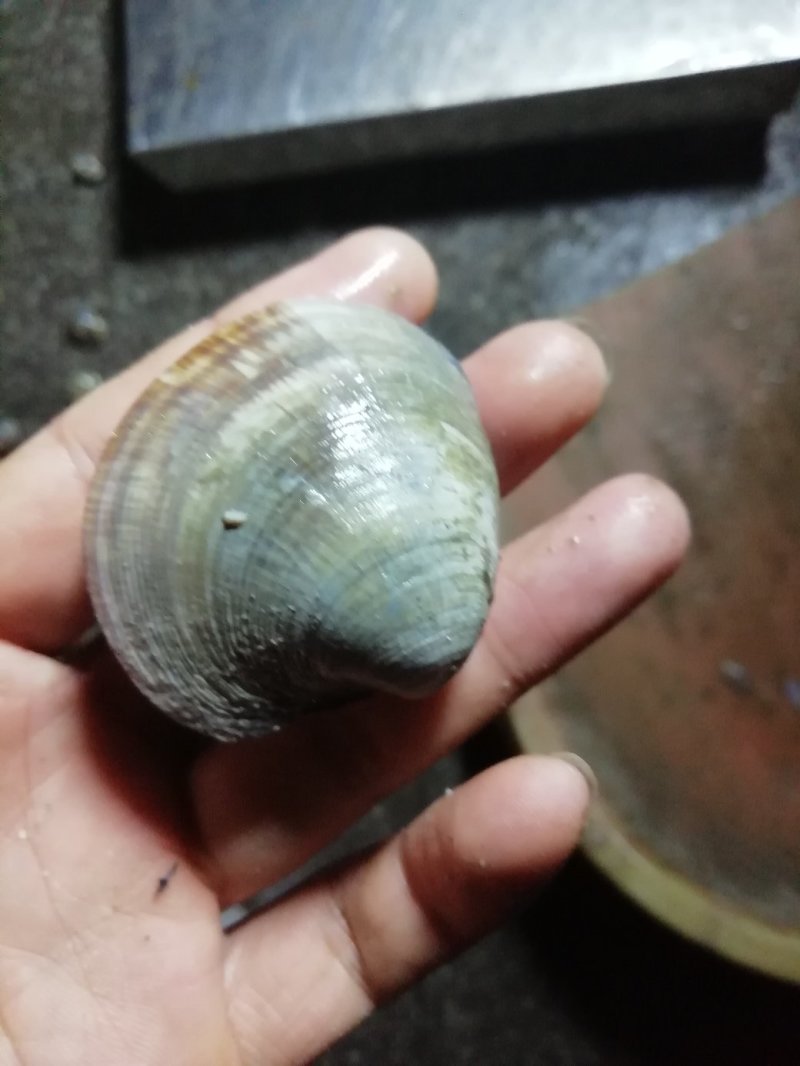 贝类鲜货美国红