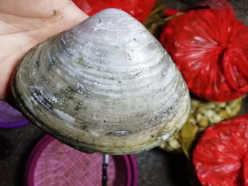 贝类鲜货美国红