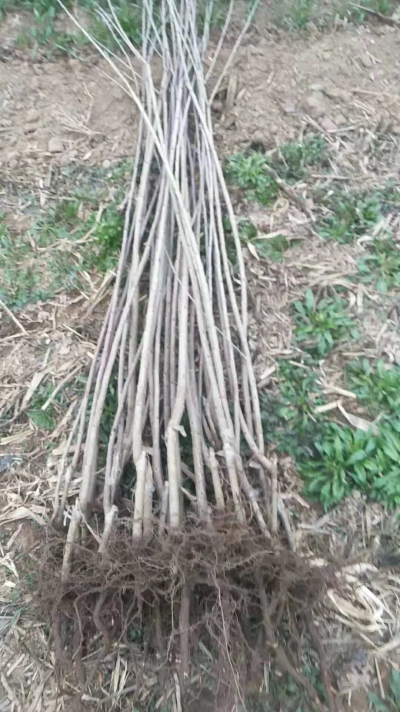 樱桃苗品种齐全产地直销快递保湿发货邮寄走起