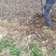 樱桃苗品种齐全产地直销快递保湿发货邮寄走起