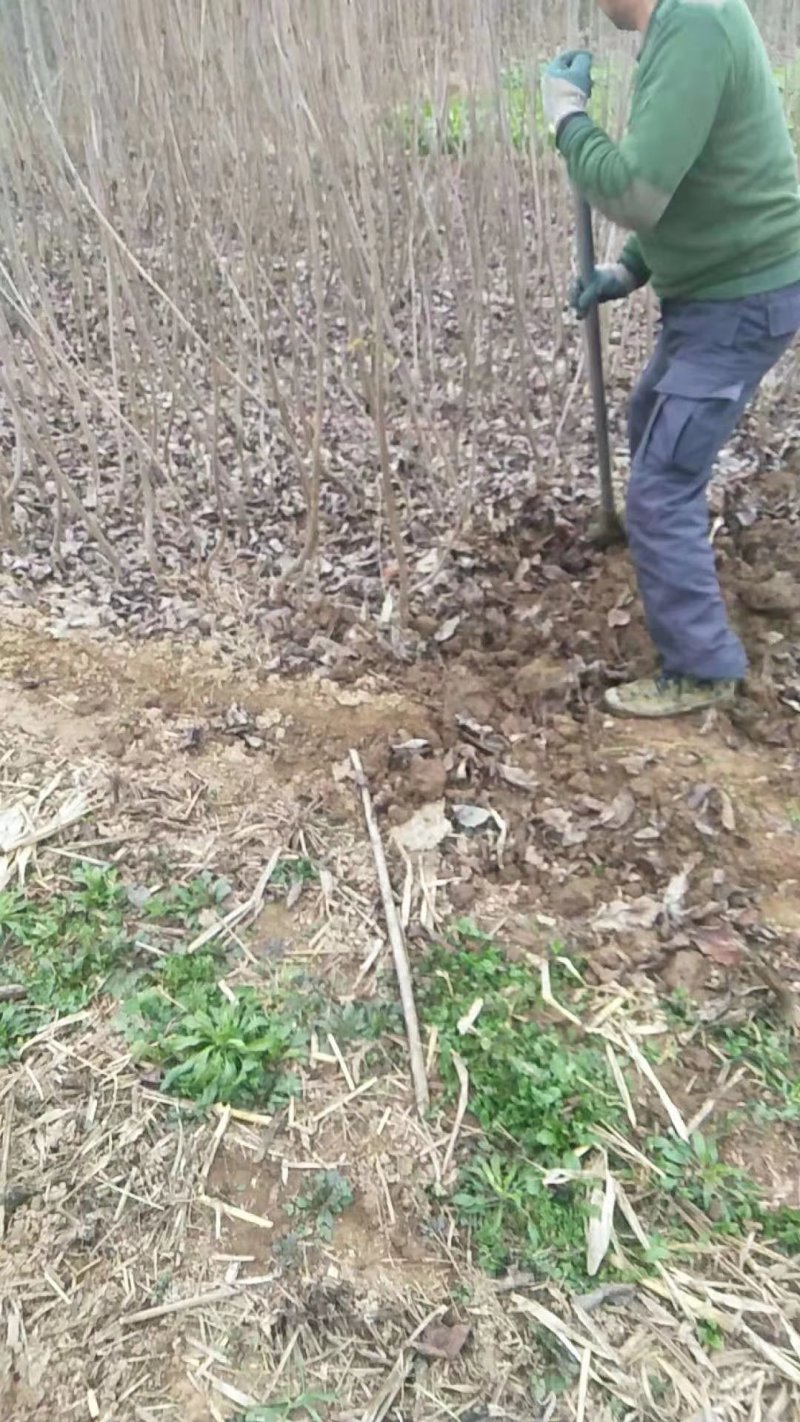 樱桃苗品种齐全产地直销快递保湿发货邮寄走起