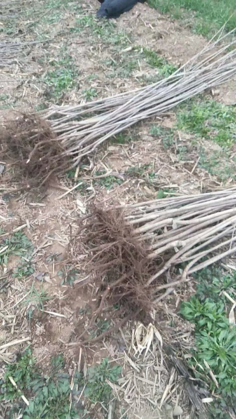 樱桃苗品种齐全产地直销快递保湿发货邮寄走起