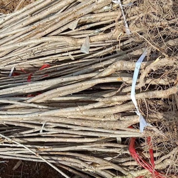 樱桃苗品种齐全产地直销快递保湿发货邮寄走起