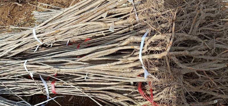 樱桃苗品种齐全产地直销快递保湿发货邮寄走起