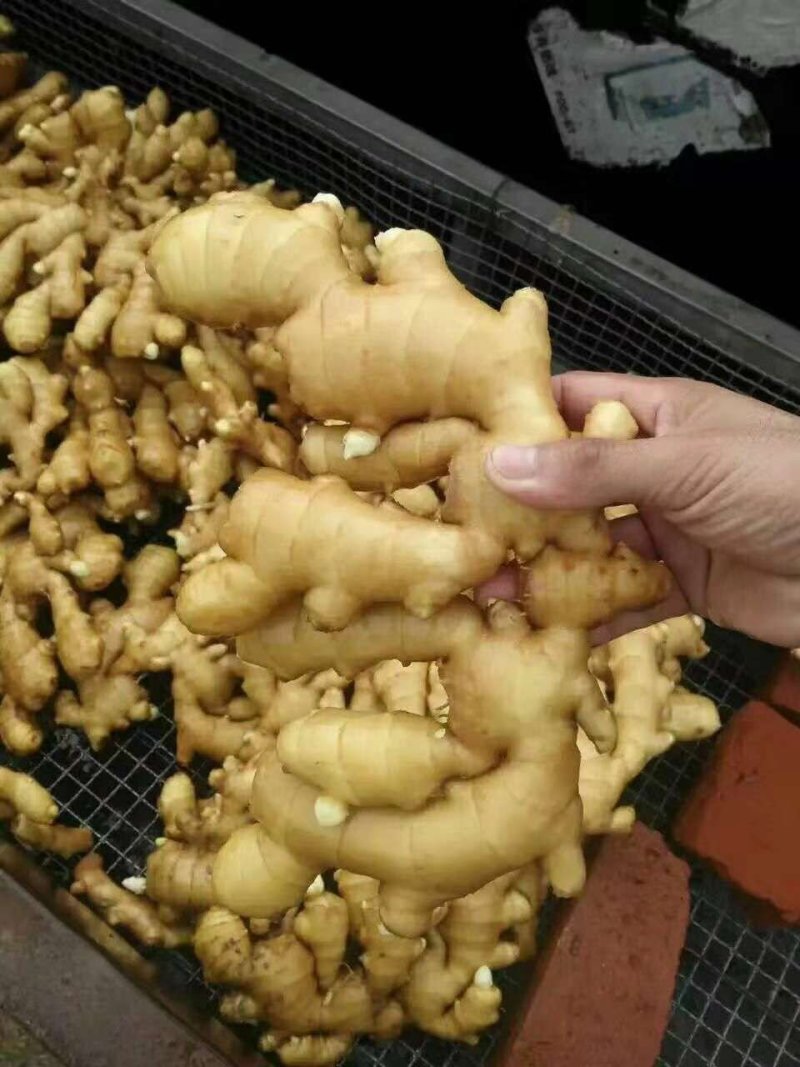 精品【老姜】品质好，质优价廉，货源充足，产地直供