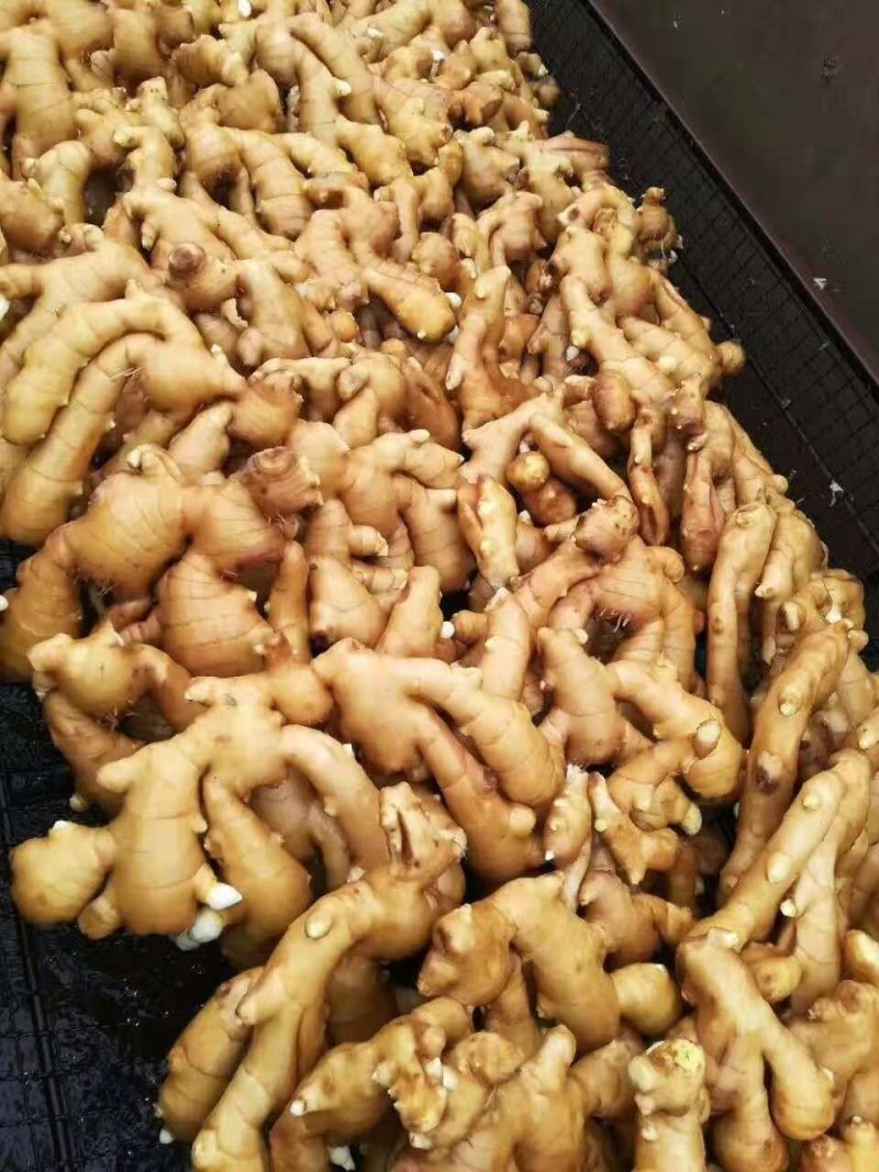 精品【大黄姜】品质好，货源充足保质保量，量大从优