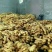 精品【大黄姜】品质好，货源充足保质保量，量大从优