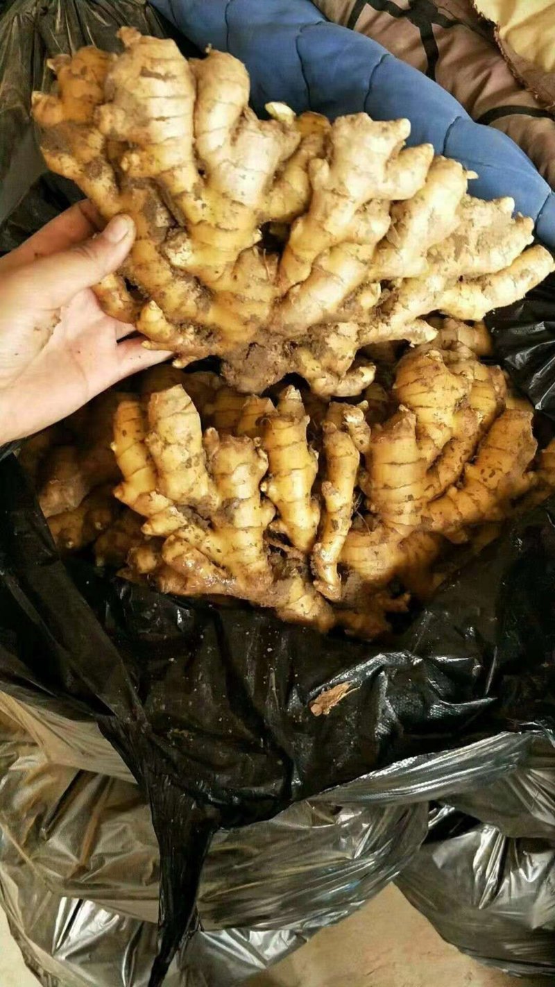 精品【大黄姜】品质好，货源充足保质保量，量大从优