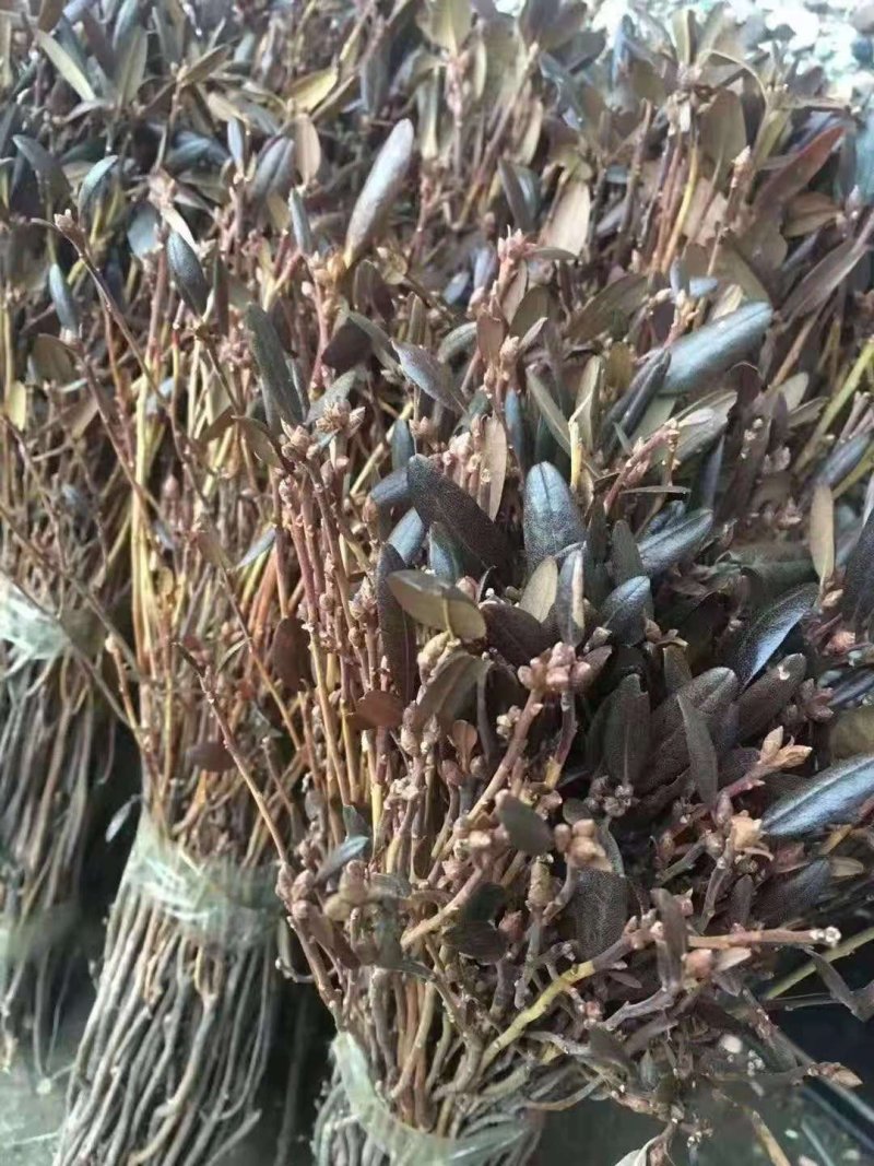 枯枝杜鹃，映山红