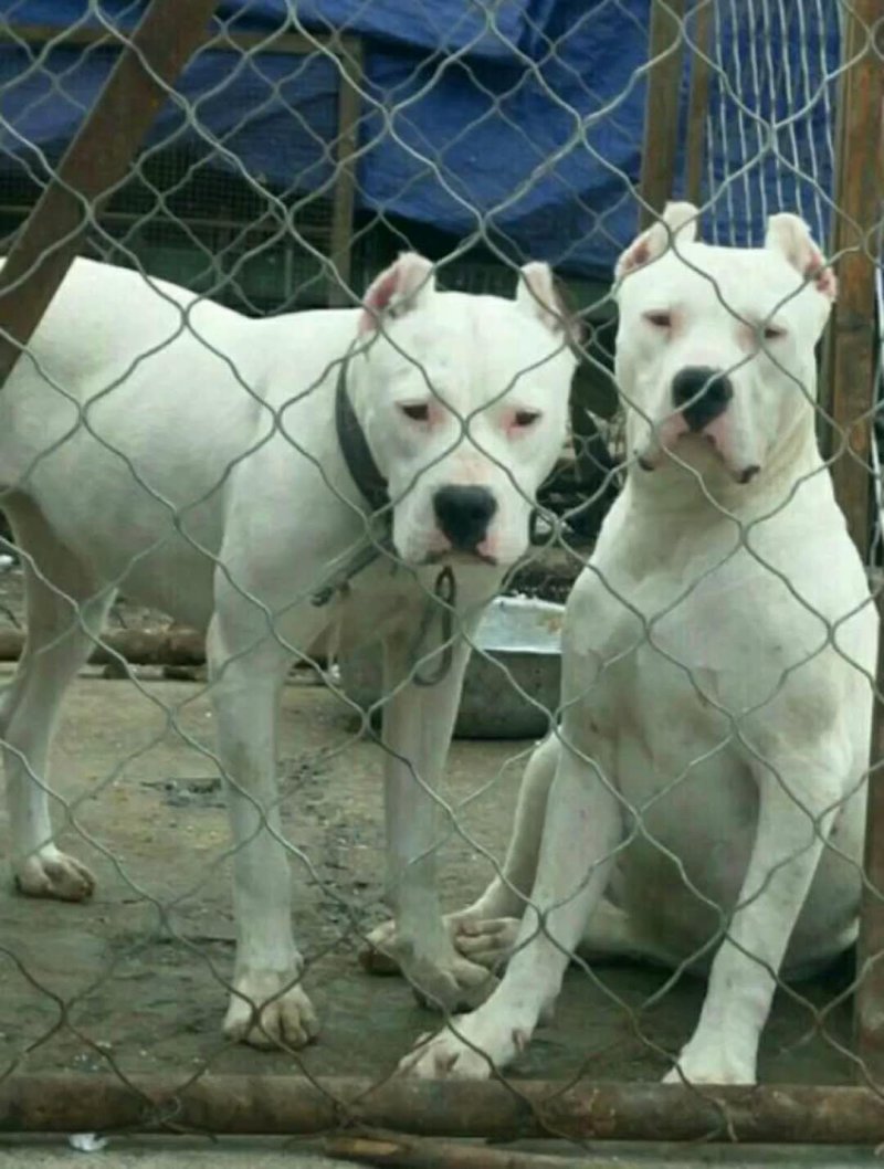杜高犬