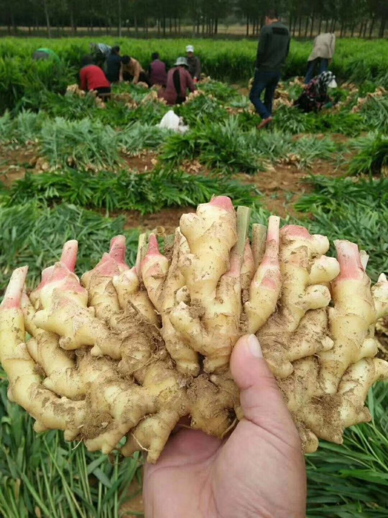 精品【鲜姜】姜大量供应，货源充足保质保量欢迎采购