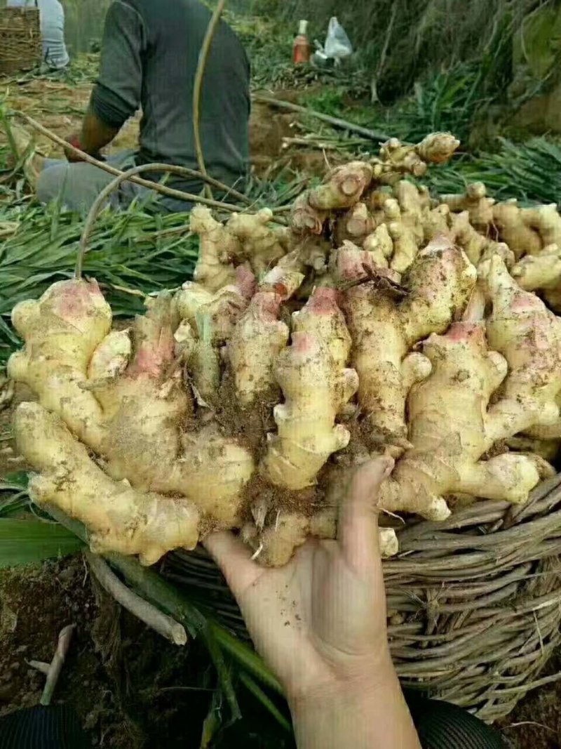 精品【鲜姜】姜大量供应，货源充足保质保量欢迎采购