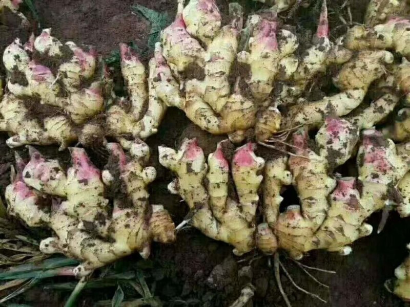 精品【鲜姜】姜大量供应，货源充足保质保量欢迎采购