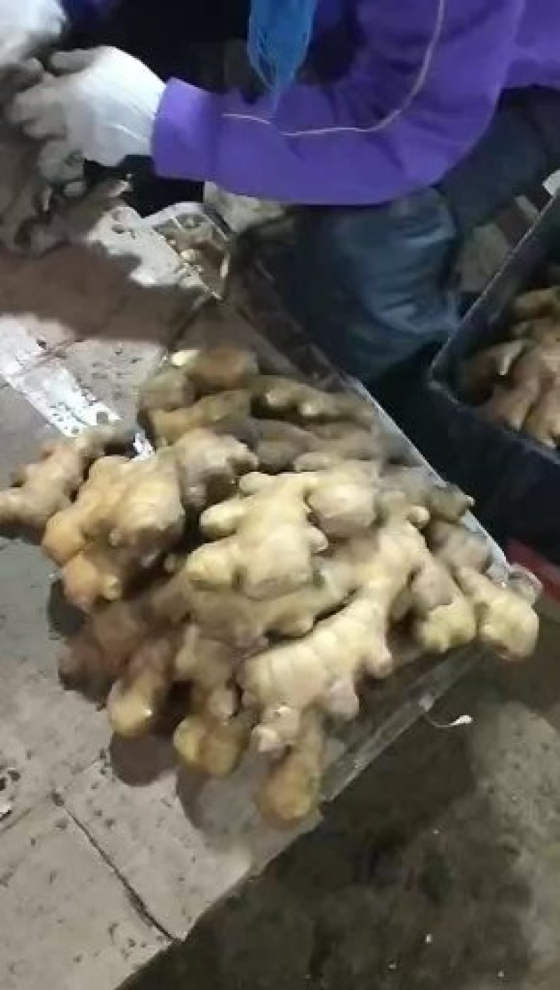 大黄姜【全国发货】，货源充足，保质保量，