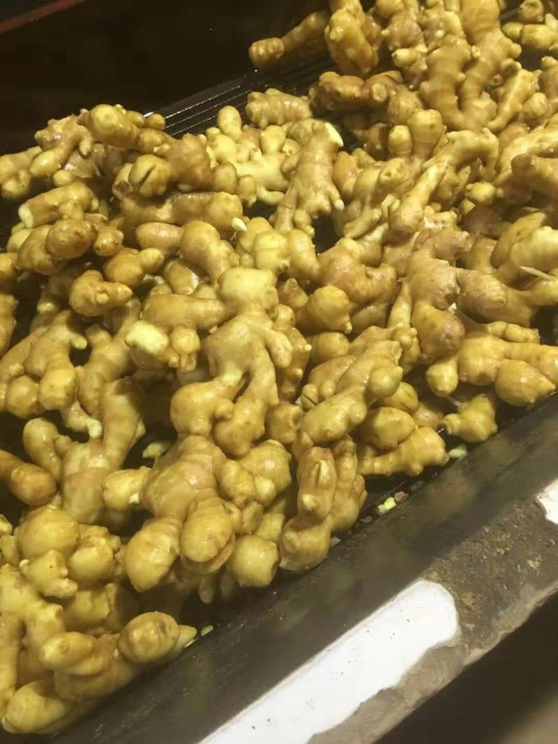 大黄姜【全国发货】，货源充足，保质保量，
