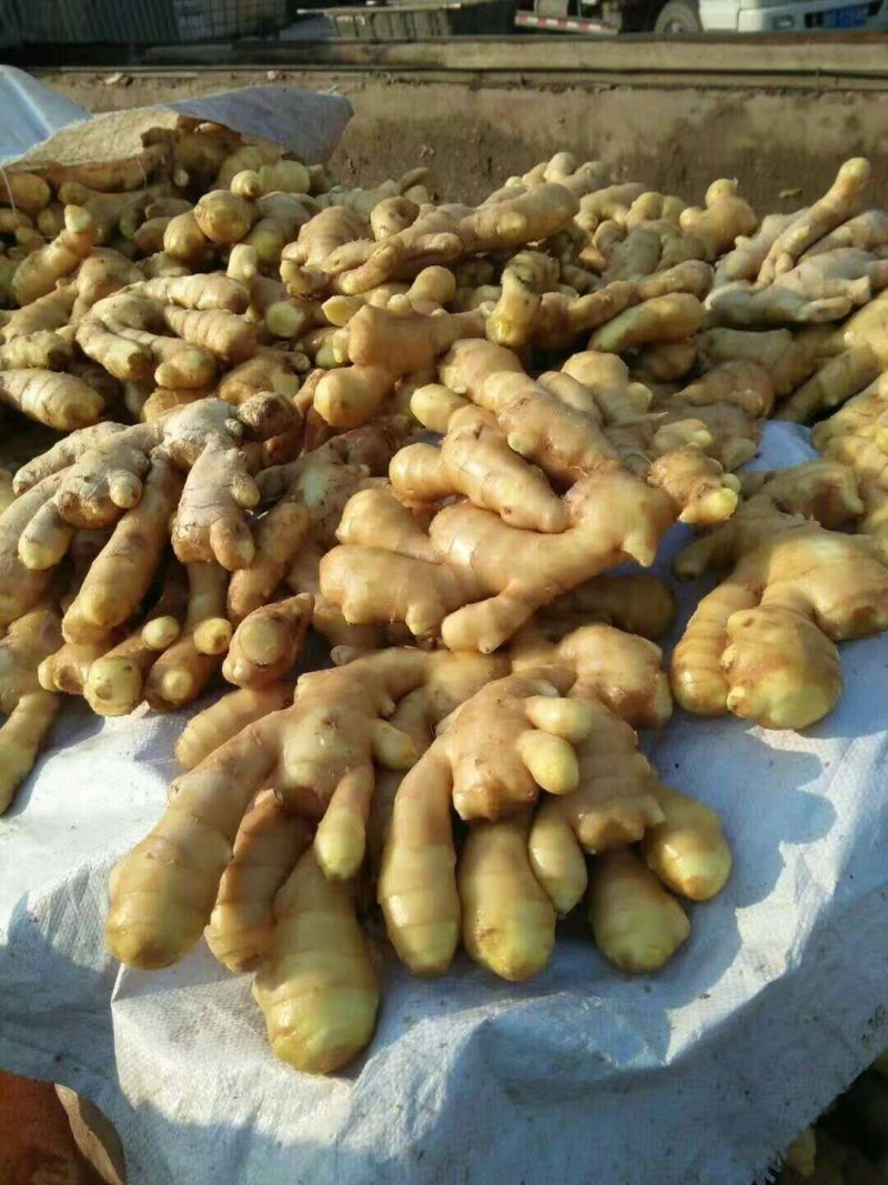大黄姜【全国发货】，货源充足，保质保量，