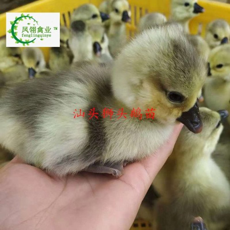 汕头狮头鹅苗