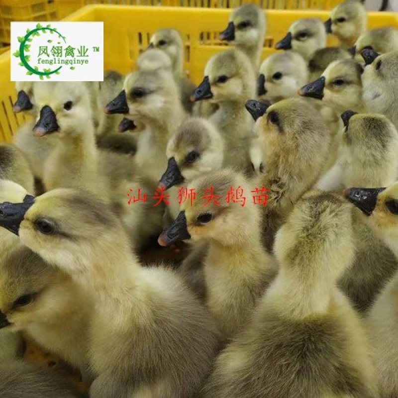 汕头狮头鹅苗