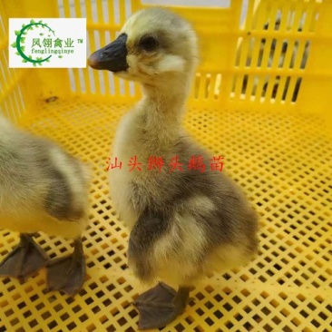 汕头狮头鹅苗