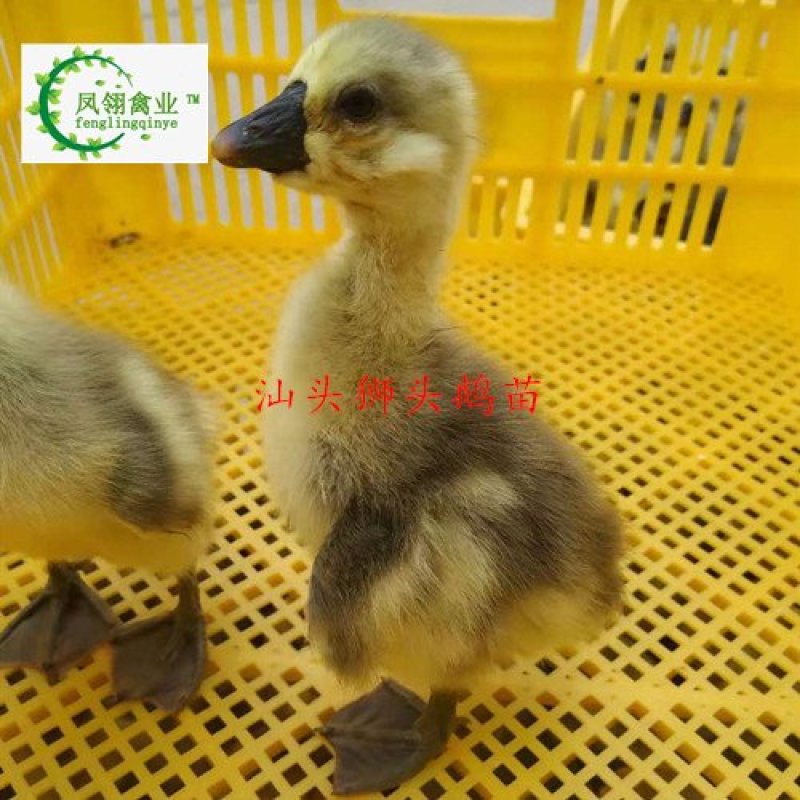 汕头狮头鹅苗