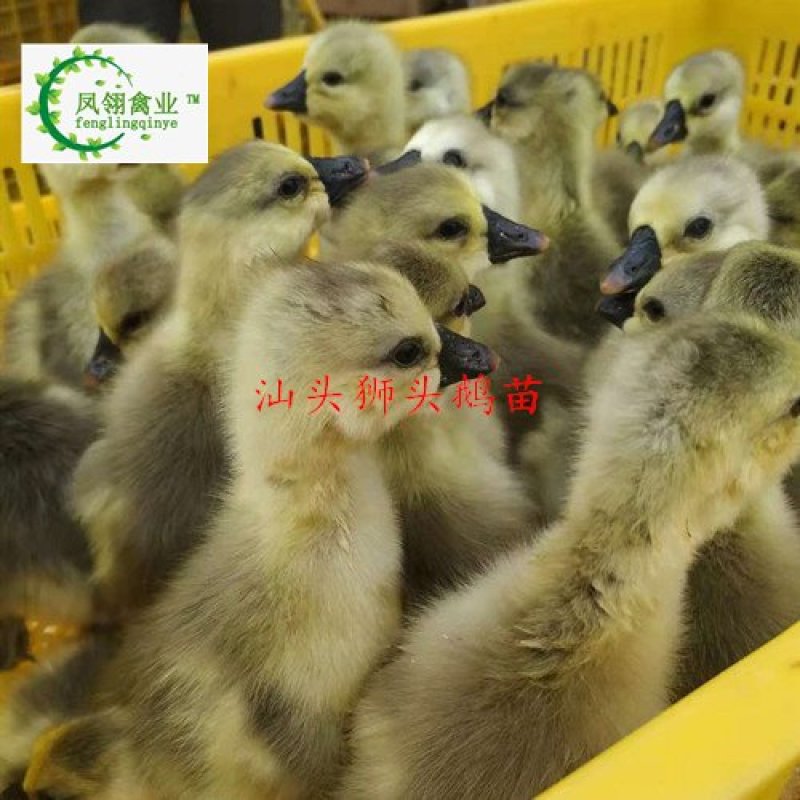 汕头狮头鹅苗