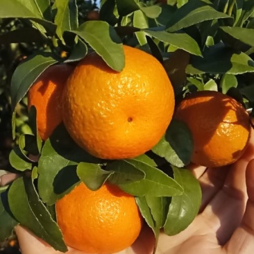 砂糖橘