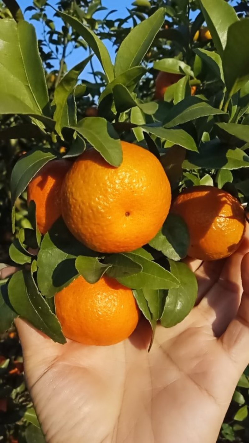 砂糖橘
