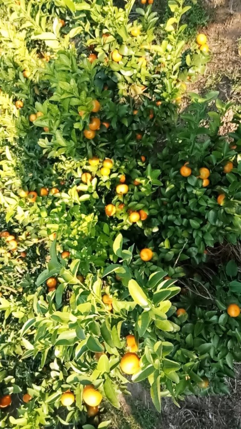 砂糖橘