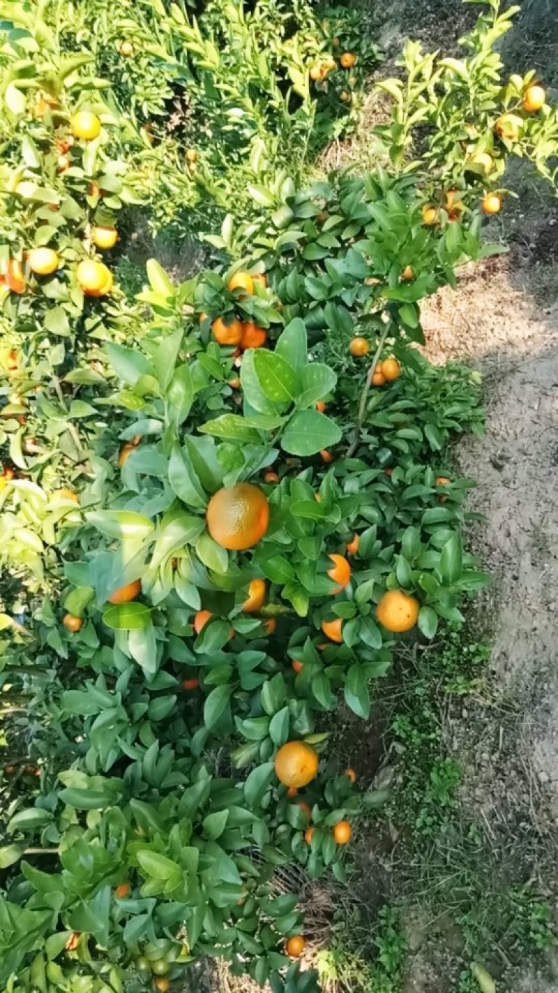 砂糖橘
