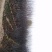 紫叶矮樱