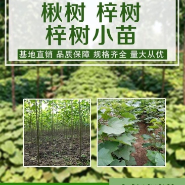 梓树小苗