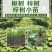 梓树小苗