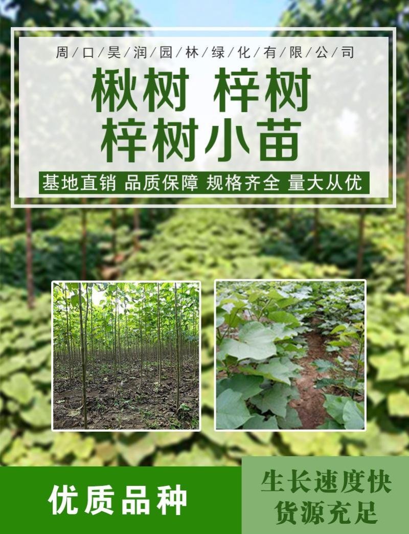 梓树小苗