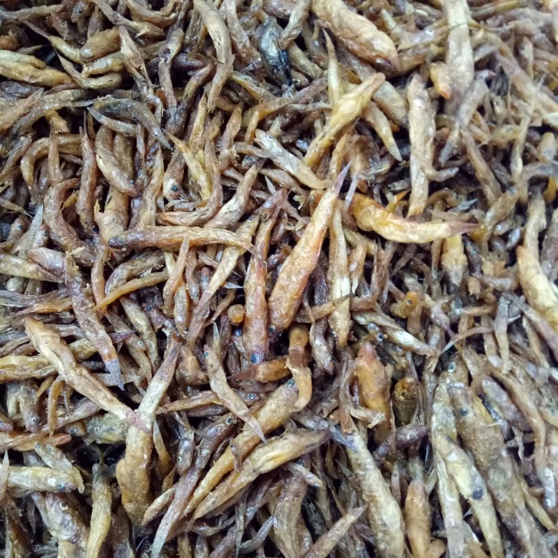 山根鱼