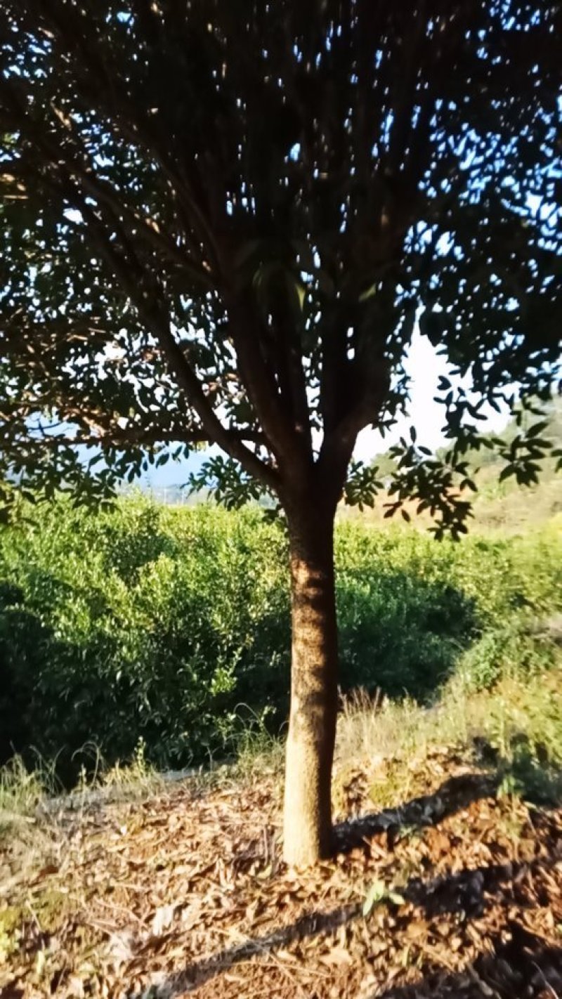 桂花树