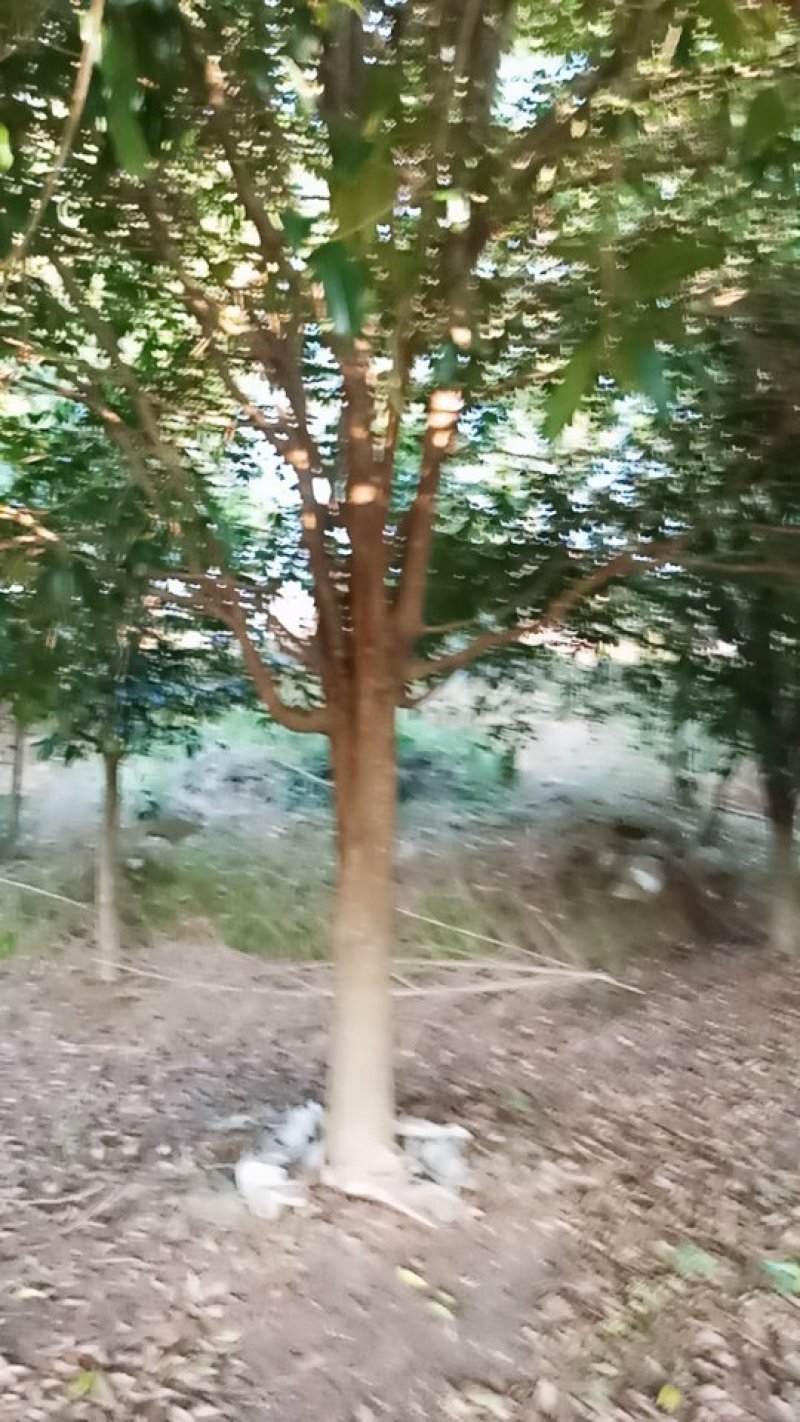 桂花树