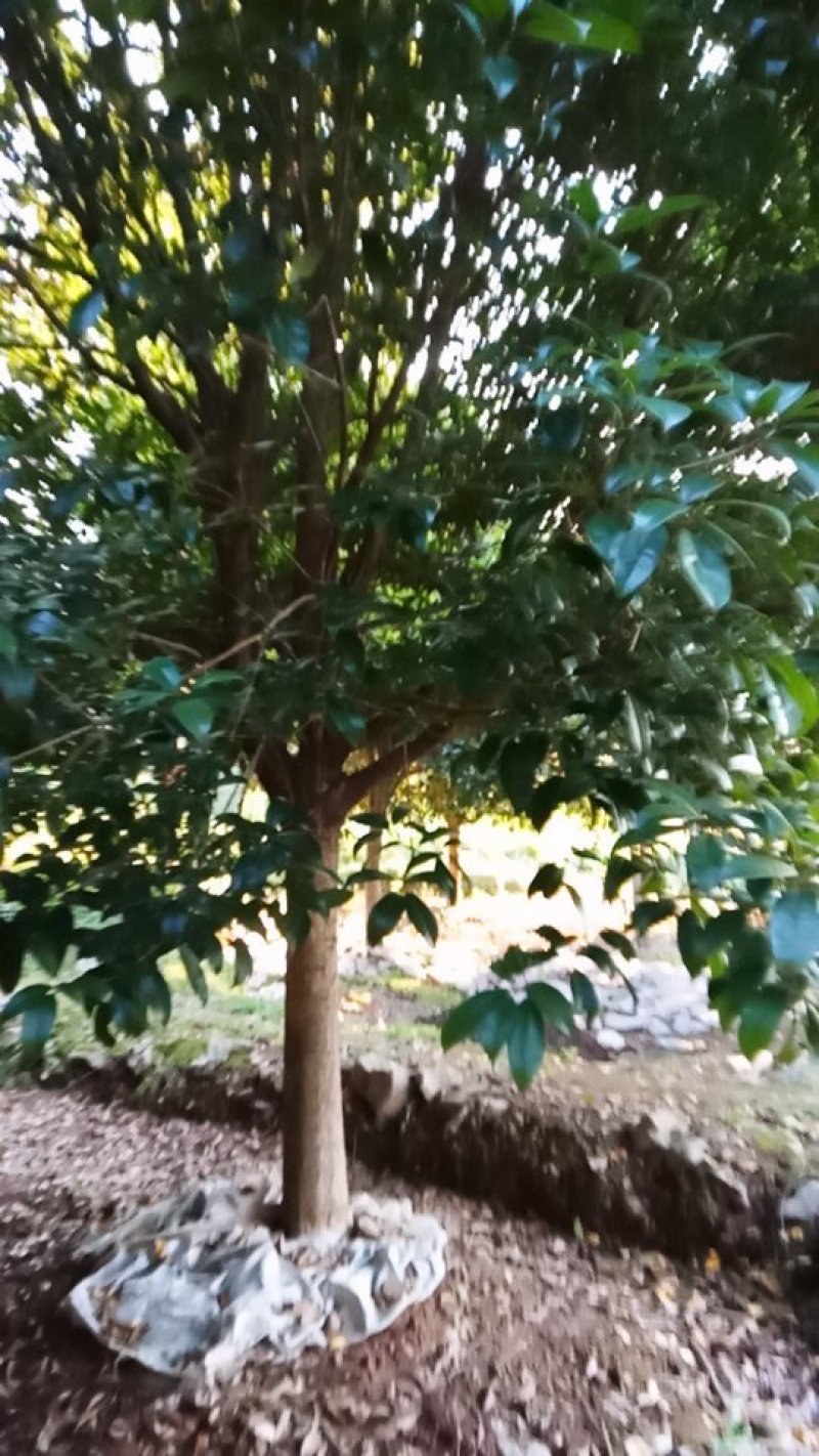 桂花树